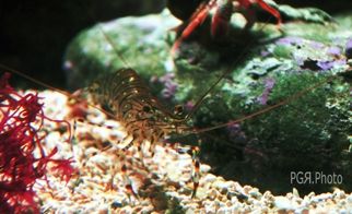 Fotografia de photo giaquinta - Galeria Fotografica: Peces - Foto: transparecia