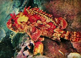 Fotografia de photo giaquinta - Galeria Fotografica: Peces - Foto: mimesis