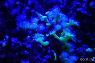 Fotografia de photo giaquinta - Galeria Fotografica: Peces - Foto: fluor