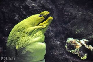 Fotografia de photo giaquinta - Galeria Fotografica: Peces - Foto: retrato