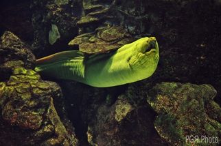 Fotografia de photo giaquinta - Galeria Fotografica: Peces - Foto: pres?