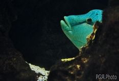 Fotografia de photo giaquinta - Galeria Fotografica: Peces - Foto: refugio