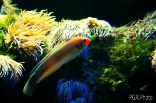 Fotografia de photo giaquinta - Galeria Fotografica: Peces - Foto: mini