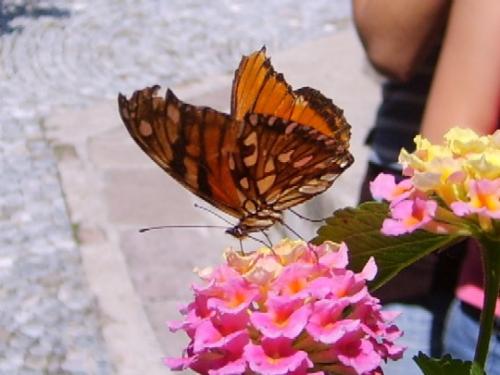 Fotografia de Oscar Centeno Olvera - Galeria Fotografica: Uyyy!! Que Bonito!!!! - Foto: 