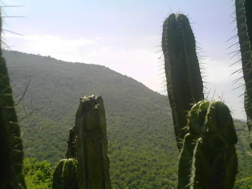 Fotografia de gusarajo1 - Galeria Fotografica: daniel vargas - Foto: la sierra de leon guanajuato
