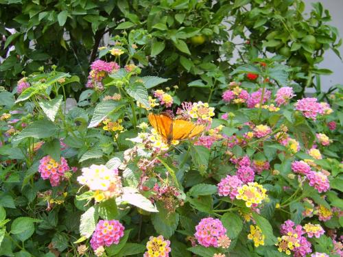 Fotografia de Oscar Centeno Olvera - Galeria Fotografica: Uyyy!! Que Bonito!!!! - Foto: 