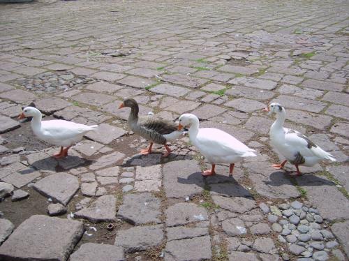 Fotografia de Oscar Centeno Olvera - Galeria Fotografica: Uyyy!! Que Bonito!!!! - Foto: 