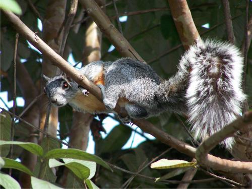 Fotografia de gentrudis - Galeria Fotografica: Mi Vista - Foto: Vecino Inesperado