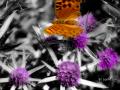 Fotos de nando -  Foto: belleza escondida - mariposa