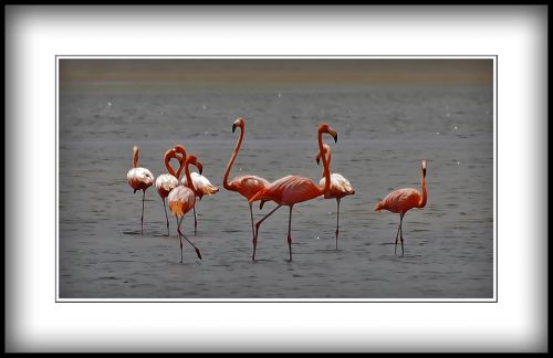 Fotografia de Zullian - Galeria Fotografica: Flamingos - Foto: Familia de Flamingos
