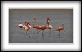 Fotos de Zullian -  Foto: Flamingos - Familia de Flamingos