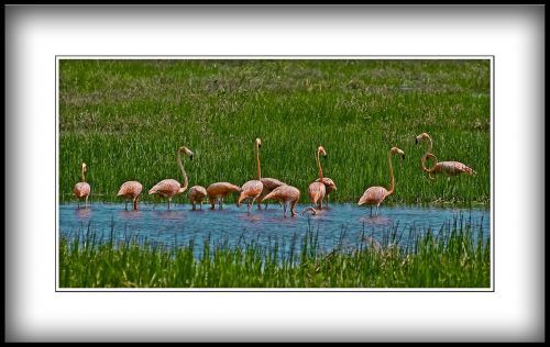 Fotografia de Zullian - Galeria Fotografica: Flamingos - Foto: Familia de Flamingos