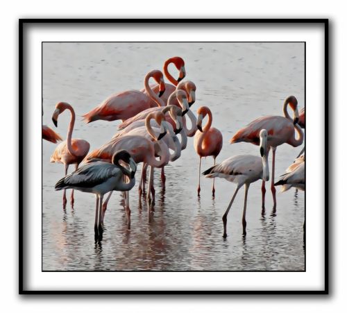 Fotografia de Zullian - Galeria Fotografica: Flamingos - Foto: 