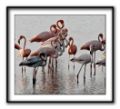 Fotos de Zullian -  Foto: Flamingos - 