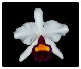 Fotografia de Zullian - Galeria Fotografica: Flamingos - Foto: 