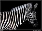 Fotografia de Cbtis - Galeria Fotografica: Natanael Villafuerte - Foto: 	zebra							