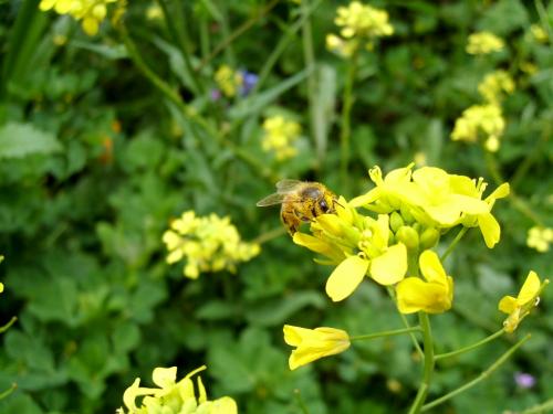 Fotografia de darwin - Galeria Fotografica: superbichos - Foto: 	bee															
