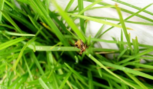 Fotografia de darwin - Galeria Fotografica: superbichos - Foto: 	saltamontes							