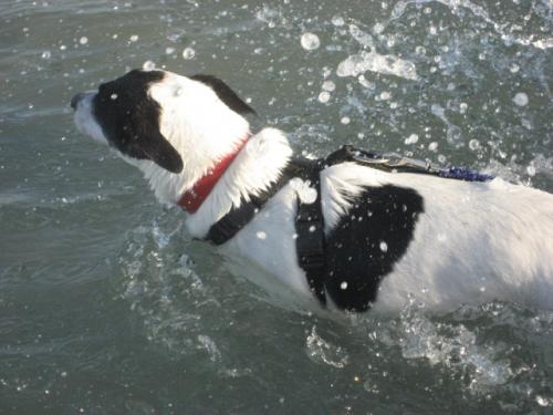 Fotografia de N/A - Galeria Fotografica: Beach - Foto: Carrum Beach, Vic, Australia2								
