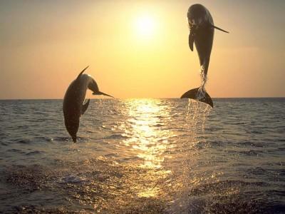 Fotografia de gary - Galeria Fotografica: albun - Foto: 	delfines							
