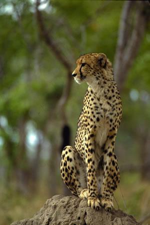 Fotografia de gary - Galeria Fotografica: albun - Foto: 	chita							