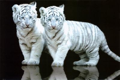 Fotografia de gary - Galeria Fotografica: albun - Foto: 	tigres blancos							