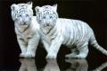 Foto de  gary - Galería: albun - Fotografía: 	tigres blancos							