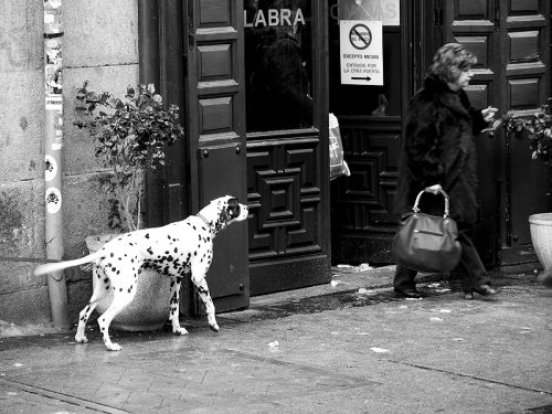 Fotografia de canecillo2 - Galeria Fotografica: Paseando al perro - Foto: Esperando al amo
