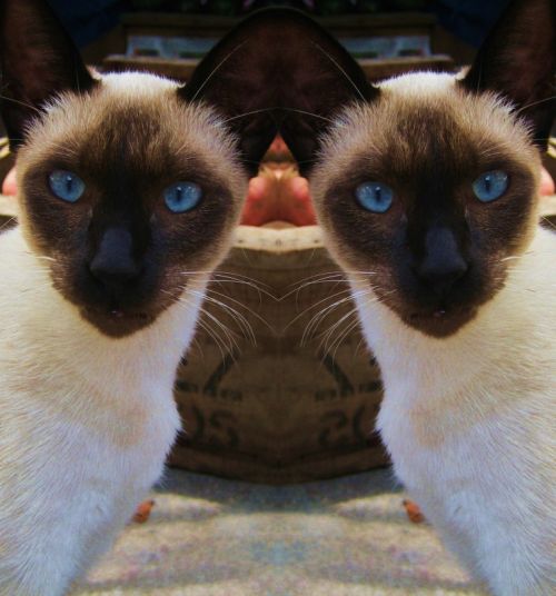 Fotografia de Majo Diaz - Galeria Fotografica: Animales - Foto: 