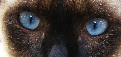 Fotografia de Majo Diaz - Galeria Fotografica: Animales - Foto: 