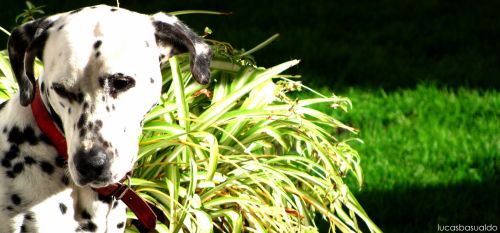 Fotografia de Lucas Basualdo photography - Galeria Fotografica: Misc - Foto: 