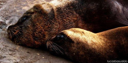 Fotografia de Lucas Basualdo photography - Galeria Fotografica: Misc - Foto: 