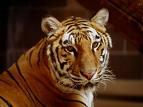 Fotografia de albun - Galeria Fotografica: albun - Foto: 			tigre					
