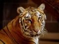Fotos de albun -  Foto: albun - 			tigre					