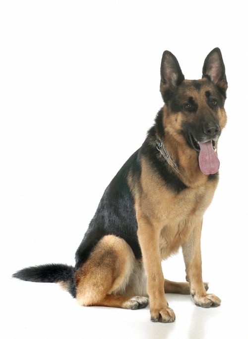 Fotografia de MG PHOTO - Galeria Fotografica: PRESENTACION - Foto: 