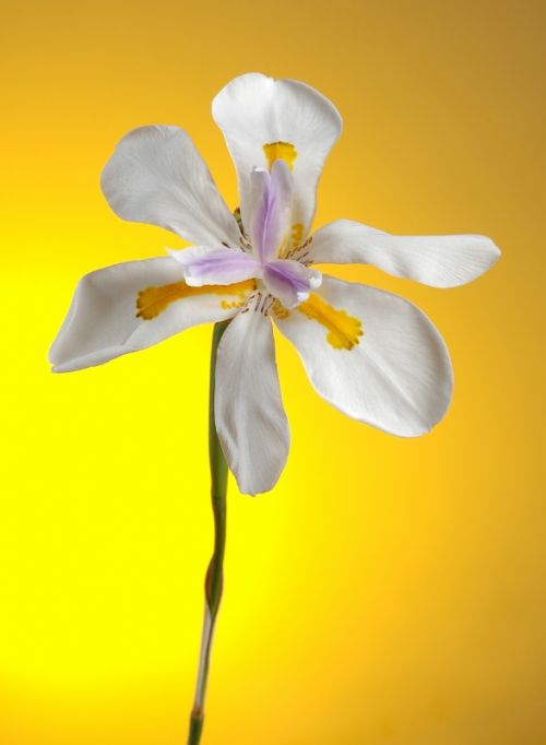 Fotografia de MG PHOTO - Galeria Fotografica: PRESENTACION - Foto: 