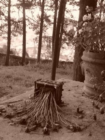 Fotografia de Lourdes - Galeria Fotografica: El que preste sus ojos, podr mirar donde le guste - Foto: el pasado