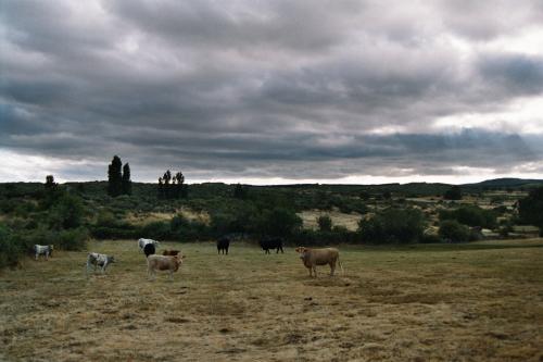Fotografia de Marc - Galeria Fotografica: Fotos General - Foto: Muuuu!