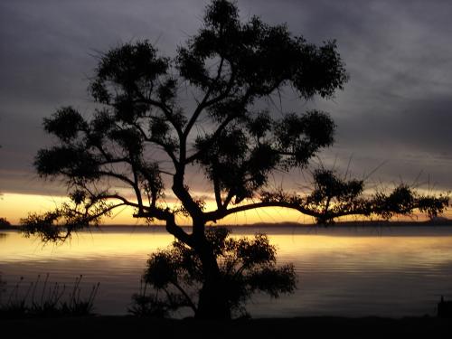 Fotografia de Canopus - Galeria Fotografica: Selecciones autor - Foto: Ceibo en Laguna del Sauce