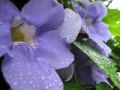 Fotos de Isi -  Foto: Thunbergia Grandiflora - 
