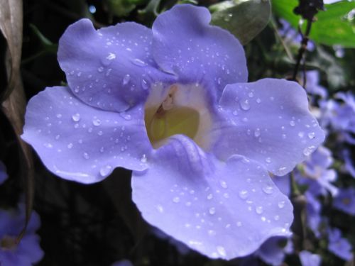 Fotografia de Isi - Galeria Fotografica: Thunbergia Grandiflora - Foto: 