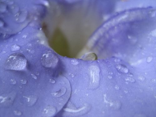 Fotografia de Isi - Galeria Fotografica: Thunbergia Grandiflora - Foto: 