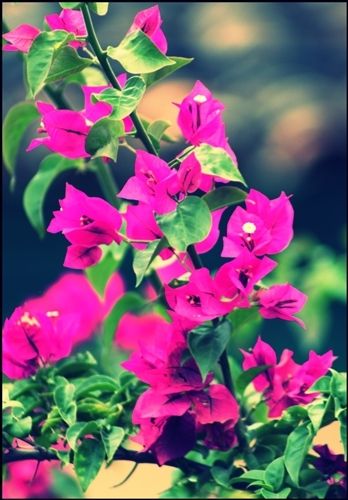 Fotografia de chili_23 - Galeria Fotografica: Naturaleza... - Foto: 