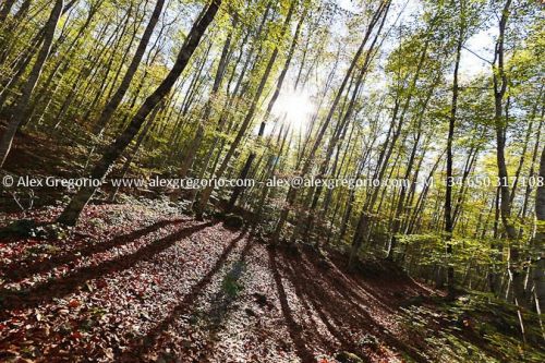 Fotografia de Alex Gregorio - Galeria Fotografica: Naturaleza - Foto: 