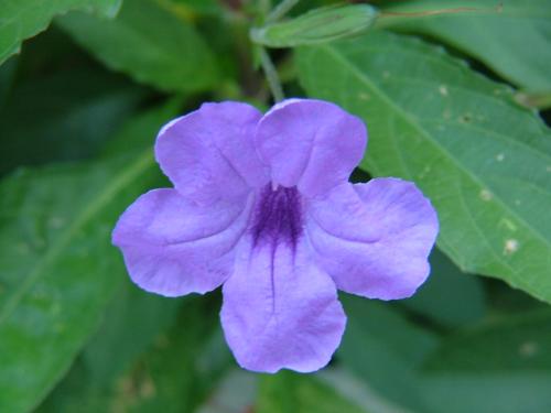 Fotografia de Sergio R. - Galeria Fotografica: Naturaleza - Foto: Flor1