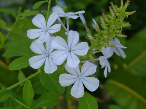 Fotografia de Sergio R. - Galeria Fotografica: Naturaleza - Foto: Flores
