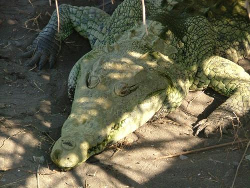 Fotografia de Sergio R. - Galeria Fotografica: Naturaleza - Foto: Lagarto