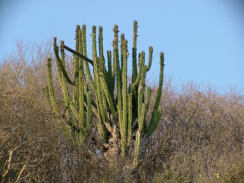 Fotografia de Sergio R. - Galeria Fotografica: De paseo - Foto: Cactus