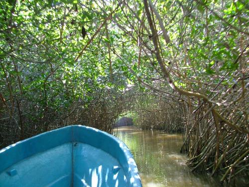 Fotografia de Sergio R. - Galeria Fotografica: De paseo - Foto: Manglar