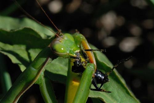 Fotografia de Josep Llargues - Galeria Fotografica: Varios temas - Foto: Caza